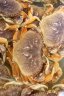 Crabs For Sale, Canada Stock Photos