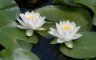 Water Lily, Chinese Garden Flowers