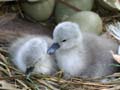 Baby Swans, Lost Lagoon New Borns Swans