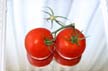 Tomatoes, Canada Stock Photographs
