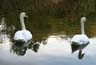 Lost Lagoon, Lost Lagoon Swans