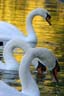 Swan Photos, Canada Stock Photographs