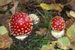 Mushroom Images, Red Mushroom Images