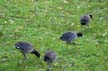 American Coot, Canada Stock Photographs