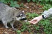 Raccoons, Stanley Park Wildlife
