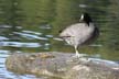 American Coot, Canadian Goose