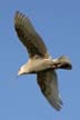 Flying Seagull(s), Flying Seagull