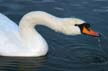 Swan, Lost Lagon Wildlife