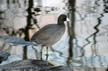 Lost Lagoon American Coot, Canada Stock Photographs