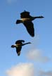 Vancouver Stock Pictures, Flying Geese