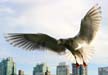 Seagull, Vancouver Wildlife