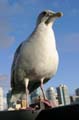 Vancouver Seagulls, Canada Stock Photos