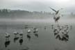 Lost Lagoon Seagulls, Canada Stock Photographs