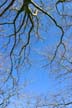 Tree Branches, Winter Sky