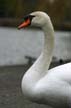 Lost Lagoon Swans, Stanley Park Vancouver