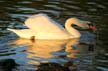 Ambleside PArk Swans, Ambleside Park Swans