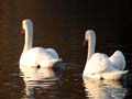 Swans, Canada Stock Photographs