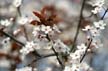 Spring Blossoms, Canada Stock Photographs