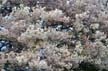 Spring Blossoms, Stanley Park