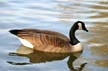 Canadian Goose, Stanley Park Wildlife