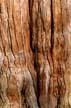 Tree Texture, Canada Stock Photos