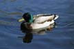 Mallard Duck, Stanley Park