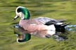 Mallard Duck, Canada Stock Photographs