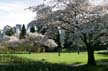 Spring Blossoms, Stanley Park