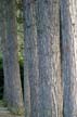 Trees, Canada Stock Photographs