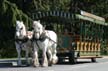 Two Horses Pulling A Carriage, Stanley Park