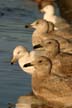 Seagulls In Pender Island, Canada Stock Photos