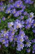 Violet Flowers, Canada Gardens