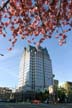 Blossoms And High Rise, Spring