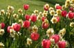 Tulips, Stanley Park