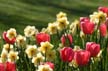 Tulips, Stanley Park