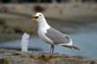 Seagull And Water, Wildlife