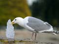 Thirsty Seagull, Wildlife