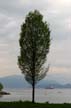 Tree, Canada Stock Photographs