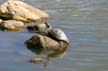 Basking Turtle, Canada Stock Photographs