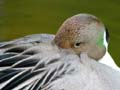 Pintail Duck, Canada Stock Photographs