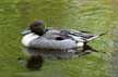 Pintail Duck, Canada Stock Photographs