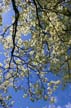 Flowering Trees, Stanley Park