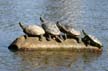 Make Room For Fifth Turtle, Vanier Park