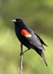 Red-Winged Blackbird, Canada Stock Photographs