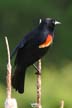 Red-Winged Blackbird, Jericho Park