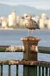 Gull’s Lookout, Canada Stock Photographs