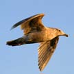 Flying Seagull(s), Wildlife