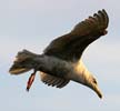 Flying Seagull(s), Wildlife