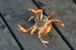 Crab, Canada Stock Photos