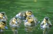 Baby Ducks, Canada Stock Photographs